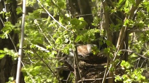 Семья дроздов