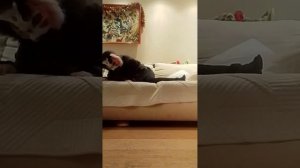 страшный дом квадробика врач с ножом часть 2