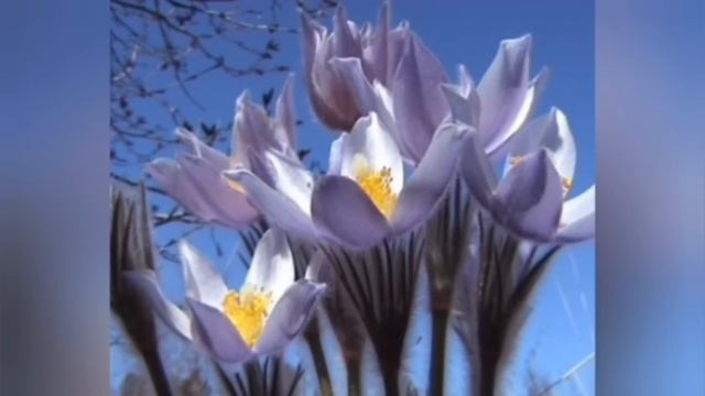 В ОДНУ МОГИЛУ БУДУТ ЗАКАПЫВАТЬ ПО НЕСКОЛЬКО УМЕРШИХ.НАРОДУ ПРЕДСТОИТ ПЕРЕНЕСТИ БОЛЬШИЕ СКОРБИ И БЕД смотреть онлайн