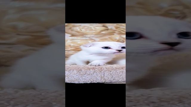Шотландские вислоухие котята