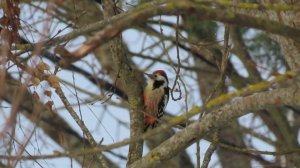 Средний пестрый дятел, Middle Spotted Woodpecker