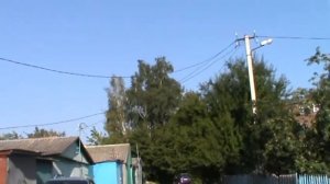 Пермские голуби.