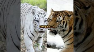 амурский тигр 🐅 против бенгальский тигр 🐯