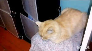 "Коты на столе отвращение, у кота от мяса  откажут почки " Ответ хейтерам котов  #catvideos #cat