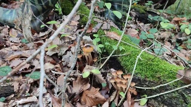 Ясен-тур горные грибы | черная лисичка | рыбные котлеты с черными лисичками в сливках смотреть онлайн