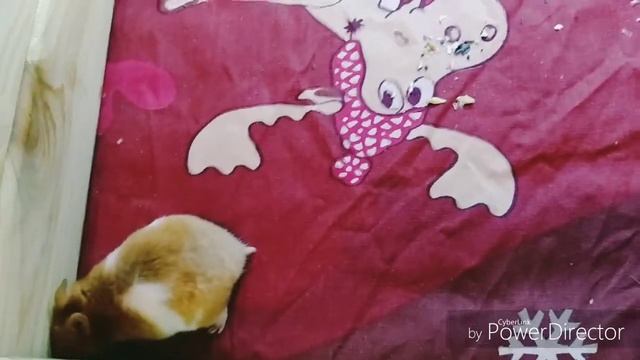ХОМКОЛЕНД ДЛЯ ХОМЯЧКОВ. МИЛЫЕ И ИГРИВЫЕ ХОМЯЧКИ. СМОТРЕТЬ ВСЕ.