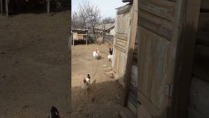 Бои без правил индюк и петух