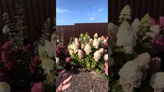 Hydrangea paniculata'Hercules,жемчужина для коллекционеров и ценная находка для любителей гортензий смотреть онлайн