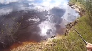 Резкая поклевка жереха!🎣