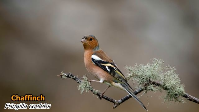 Chaffinch ( Fringilla coelebs). Singing birds 4K Ultra HD