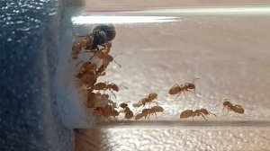 муравьи Лазиус Флаус наелись сиропа