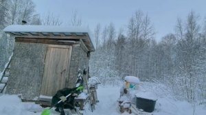Приехала к избушке, а тут ёлы- палы.