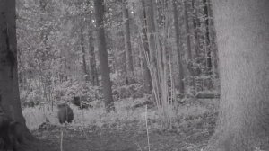 Как быстро бегают кабаны??