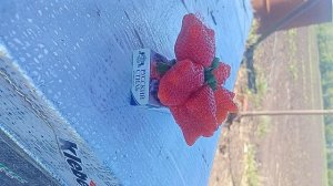 огромная клубника