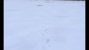 Открыл первый лед 2024-2025 в Подмосковье . Лед хрустел но мы прошли .