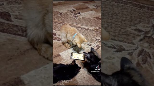 Кошки