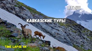 Обед кавказских туров под г. Домбай-Ульген (4046м) с видом на г. Птыш (3687м)