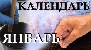 Подробный посевной календарь на январь и начало февраля. Какие цветы и овощи сеять в январе