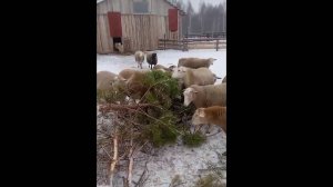 Хвоя в рационе овец зимой.