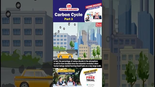 The Carbon Cycle | Part 3