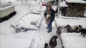 Вовка, утки и первый снег / Мускусные утки и первый снег!