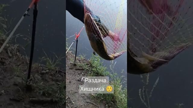 ловля на живца#судак#сом#ловлясома#ловлясудака#живец#отдых#рыбалка