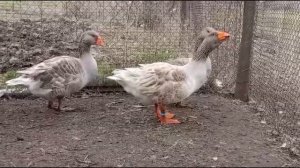 Горьковские бойцовые гуси. Сезон 2024 г.