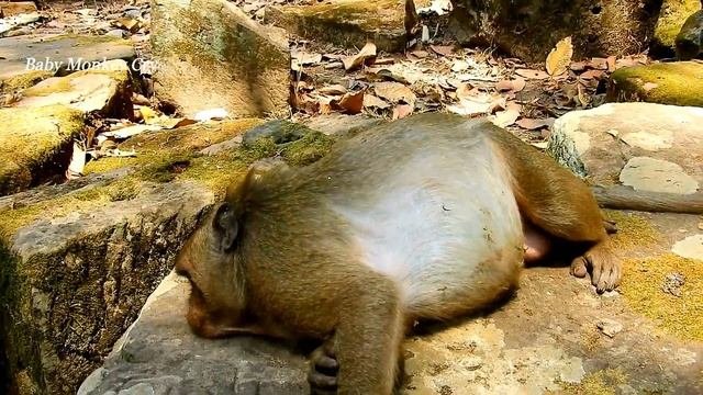 Really Pity!Poor Sweetpea Jealous Old Monkey Tima Got Grooming By Felix,SP Sad Face Sleep 0n Rock