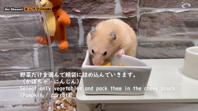 ご飯の合図で小屋から出てくるハムスター【ハムスター合図】キンクマハムスター検証