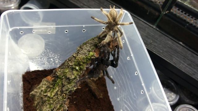 Cyriopagopus sp. "hati-hati" - mating смотреть онлайн