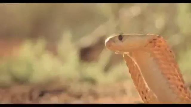 Wächter Der Wüste