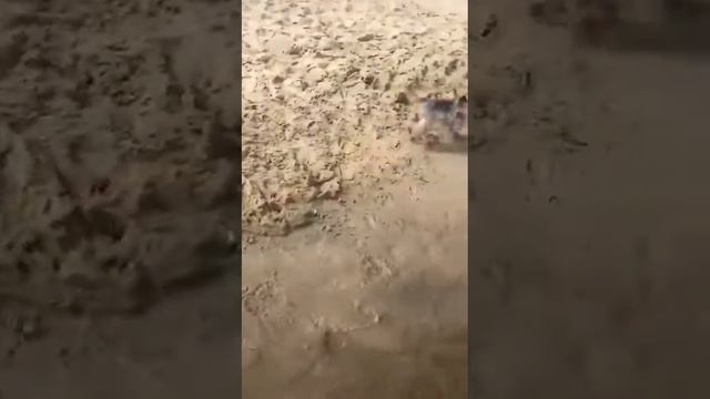 Самая веселая собака йорк по кличке Ляля смотреть онлайн