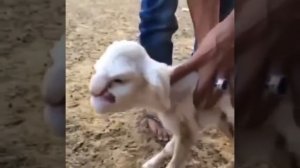 Овца с человеческим лицом/ A sheep with a human face ( Мутация / Mutation )