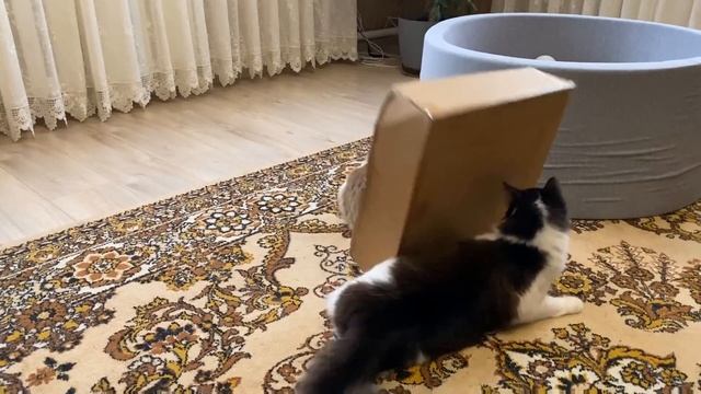 Школа котов:контрольна работаЧеленж найти мишу длякота юги! если котики ходили в школу#анукадавайка