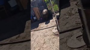 Деревенские Будни .