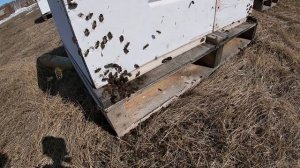 Облёт пчёл. Весенний, очистительный облет пчел 2021. Весенний облет пчел 2021.