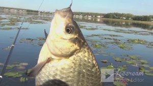 И КАРПА не НАДО / ПОПЛАВОК КРУПНЫМ ПЛАНОМ