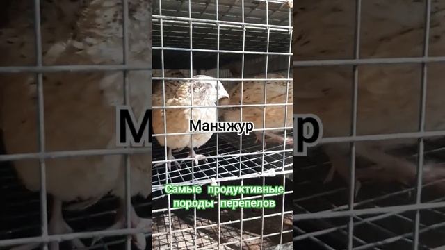 Самые продуктивные породы перепелов на нашем Подворье #подворье #перепела #перепел #перепелки