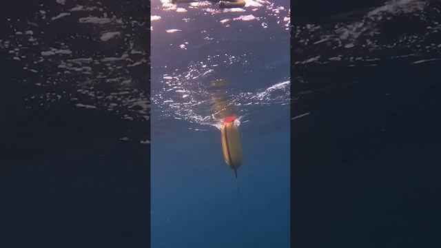 Эмоции от подводной охоты в индийском океане!