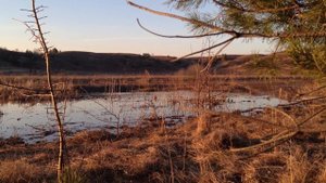 Охота с подсадной уткой на селезня