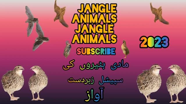 MAHOK madi batair ki awaz Female quil sound گندم کی موسم میں مادی بٹیروں کی سپیشل زبردست آواز