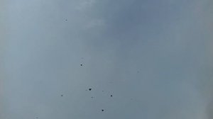 Николаевские голуби (Крым)