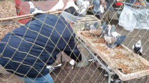 ЕНАКИЕВО! ВЫСТАВКА -ЯРМАРКА ГОЛУБЕЙ!23.11.2024!