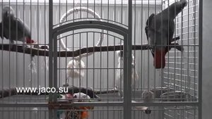 Попугай матом ругается на попугая 2013 19