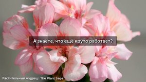 ЖАЛЕЮ ЧТО РАНЬШЕ Я НЕ ЗНАЛА ПРО ЭТИ 3 ПРОСТЫХ ПОДКОРМКИ ДЛЯ ГЕРАНИ! РЕЦЕПТЫ ДЛЯ ПЫШНОГО ЦВЕТЕНИЯ