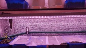 Выращиваем огурцы, салат и редиску в подвале зимой!