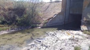 Сиваш 2 сентября 2022. Рыбу ловят руками