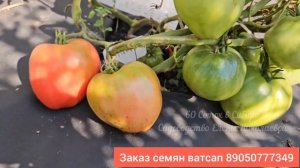 ЛУЧШИЙ ТОМАТ 2024, ПОСАЖУ в 2025 году, Этот томат ЛЮБОВЬ НАВСЕГДА и никогда от откажусь