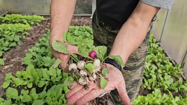 Жизнь, которая кажется спокойной и беззаботной только с экранов. Кур больше нет, а может рыба будет смотреть онлайн