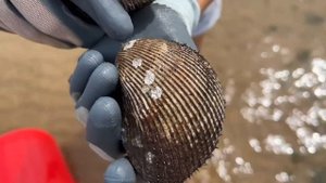 【毛蛤蜊合集】 沙灘上毛蛤蜊各種大貨齊爆發,牛牛來撿了半桶累到手軟,太多了【牛牛趕海海鮮】